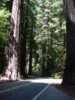 Ave of Giants 4 n.jpg (841355 bytes)